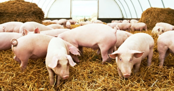 Suinocultura &eacute; potencial fonte de energia